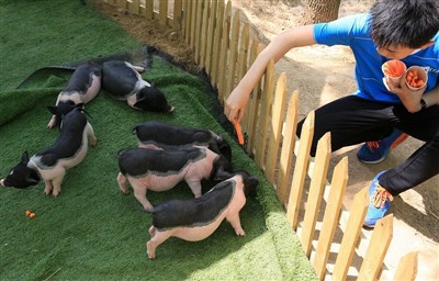 Wat zou je doen als een cavia een zonnesteek krijgt?